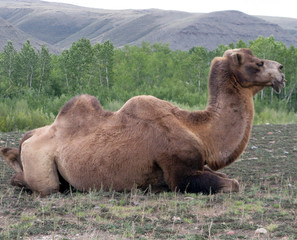 One camel in mongolia