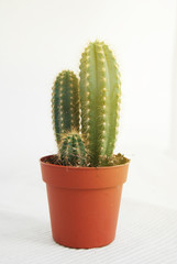 Cactus in pot at window houseplants flower pots. White Background, Isolated.