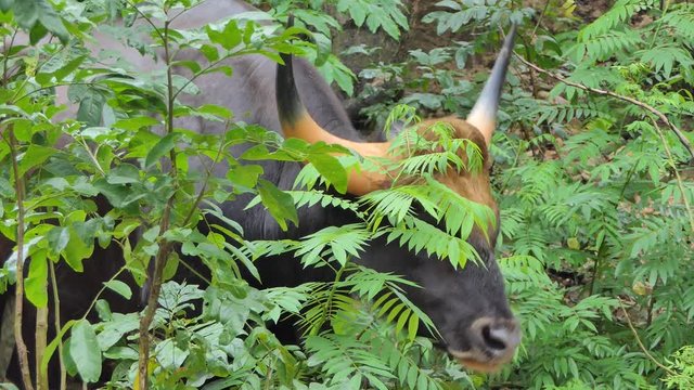 Gaur (bison) male in topical rain forest.