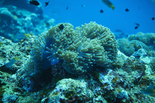 Fish on underwater coral reef