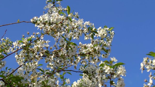 Blossoming cherry tree against the blue sky in spring in a bright sunny warm day