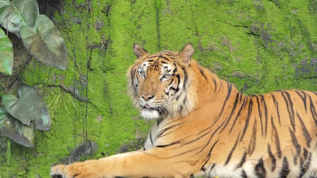 Indochinese tiger was yawning on rock background, filled with moss, in topical rain forest.