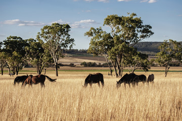 Fototapeta premium Australian horses in the paddock during the day
