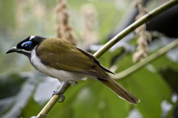 blue faced honeyeater
