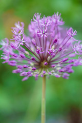 Fototapeta premium allium flowers closeup