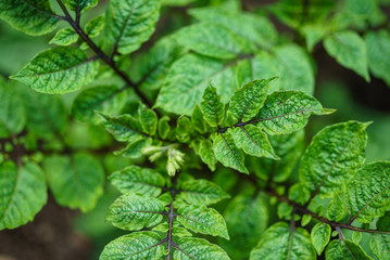 young potato plant