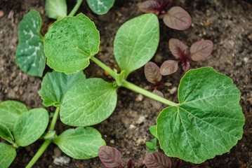 young pumpkin plant