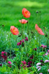 Fototapeta premium nice flowers in the park