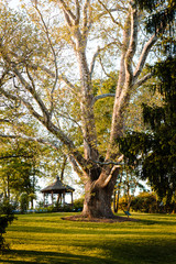 Tree and gazebo in the back of the historical society gardens