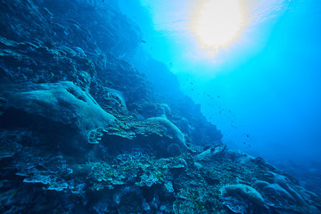 Fototapeta premium Ryby na podwodnej rafie koralowej
