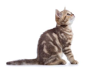 Scottish cat kitten profile side view isolated