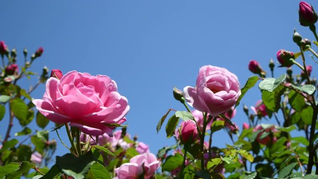 バラ、青空、満開のピンクの薔薇、4K動画