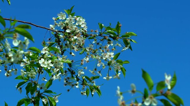 Blossoming cherry tree against the blue sky in spring in a bright sunny warm day