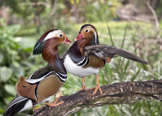 mandarine ducks