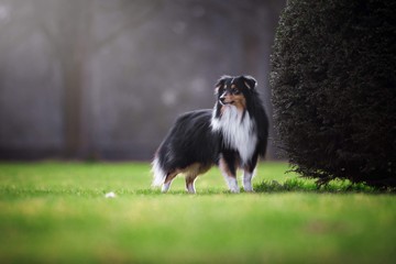 Royal dog 