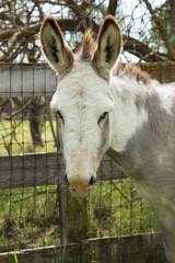 White Donkey