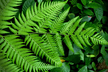 Leaf plant green tree nature 