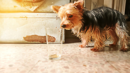 A small Yorkshire terrier dog sniffing glass on the floor