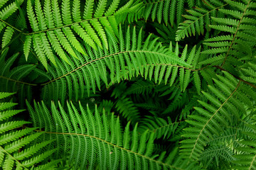 Leaf plant green tree nature 