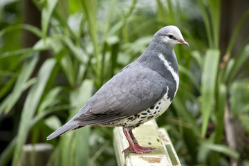 wonga pigeon