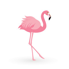 Pink flamingo . Vector illustration .Isolated on white background. Bird illustration design on background.