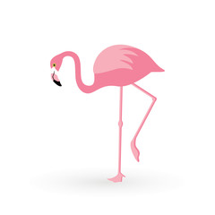 Fototapeta premium Pink flamingo . Vector illustration .Isolated on white background. Bird illustration design on background.