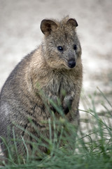 quokka