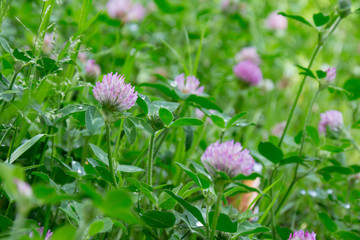 雨上がりのムラサキツメクサ