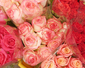 pink and red roses closeup, natural background