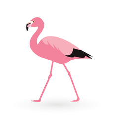 Pink flamingo . Vector illustration .Isolated on white background. Bird illustration design on background.