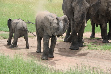 Naklejka premium african elephant, young elephants playing in the dust after bathing in a small waterhole, Tanzania, Africa