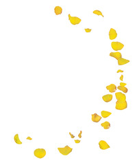 Yellow roses petals are falling down. Spring postcard. Floral background vector illustration.