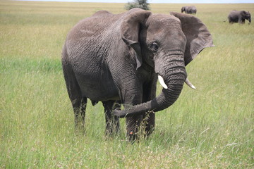 Fototapeta premium african elephant bull, tanzania, Africa