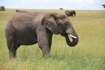 Naklejka na ściany i meble large afrian elephant bull, Tanzania