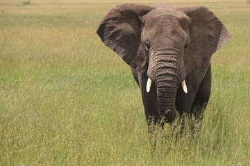 Fototapeta na wymiar large african elephant Bull, Tanzania