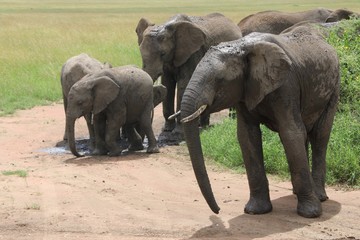 Fototapeta premium african elephant, young elephants playing in the dust after bathing in a small waterhole, Tanzania, Africa