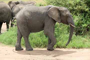 Fototapeta premium african Baby elephant, Serengeti