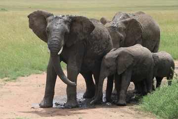 african elephant, young elephants playing in the dust after bathing in a small waterhole, Tanzania,...