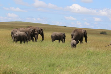 Fototapeta premium african elephant family, tanzania