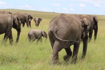 Fototapeta premium african elephant Herd with small baby, Tanzania