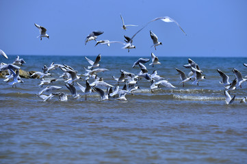Seagulls fly in free
