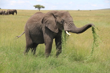 african Elephant Bull, Tanzania