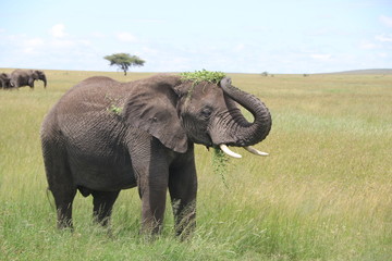 Fototapeta na wymiar young African elephant bull eats and plays with leaves. Rain season, Serengeti, Tanzania