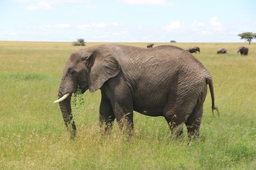 Naklejka na ściany i meble Elephant Bull, Savannah, Tanzania