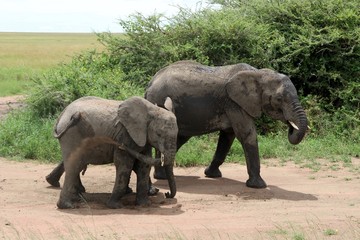 Fototapeta premium african elephant, young elephants playing in the dust after bathing in a small waterhole, Tanzania, Africa