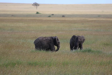two young Elephant, Serengeti, Tanzania