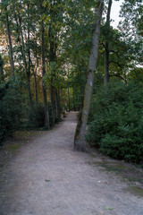 Fototapeta premium Path in park