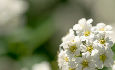 Floral spring background