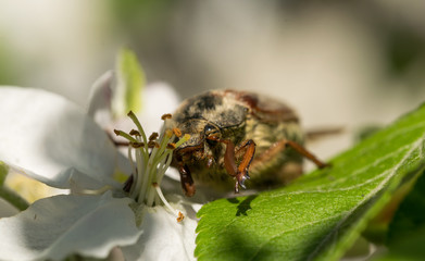 May bug and blossoming spring apple orchard