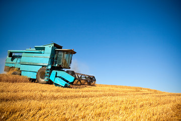 Obraz premium Champ de blé > Campagne au temps des moissons